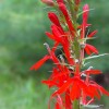 Lobelia cardinalis (Cardinal flower)