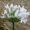 Agapanthus 'Snow Crystal' (African lily 'Snow Crystal')