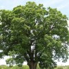 Quercus nigra (Water oak)