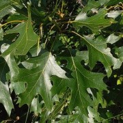 Quercus velutina Black oak American black oak Dyer's oak Quercitron ...