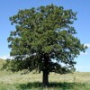 Quercus velutina (Black oak)