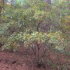 Quercus georgiana  (Georgia oak)