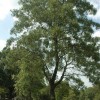 Quercus laevis (American turkey oak)
