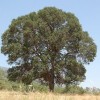 Quercus incana (Bluejack oak )