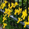 Narcissus 'Rapture' (Daffodil 'Rapture')