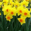 Narcissus 'Brackenhurst' (Daffodil 'Brackenhurst')