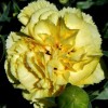 Dianthus Suncharm Series (Border carnation Suncharm Series)
