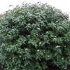 Viburnum x rhytidophylloides 'Alleghany' (Lantanaphyllum viburnum 'Alleghany')