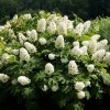 Hydrangea quercifolia 'Brenhill' (Oak-leaved hydrangea 'Brenhill')