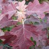 Hydrangea quercifolia 'JoAnn' (Oak-leaved hydrangea 'JoAnn')