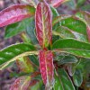 Viburnum cassinoides 'Lil' Ditty' (Appalachian tea tree 'Lil' Ditty')
