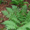 Dryopteris intermedia (Fancy fern)