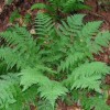 Dryopteris intermedia (Fancy fern)