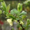 Lonicera caerulea var. kamtschatica 'Wojtek' (Honeyberry 'Wojtek')