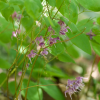 Epimedium grandiflorum (Large-flowered barrenwort)