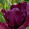 Tulipa 'Muriel'
