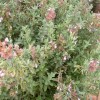 Salvia dolomitica (Dolomite sage)