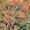 Euphorbia griffithii 'Fireglow' (Spurge 'Fireglow')