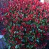 Photinia x fraseri 'Red Robin' (Christmas berry 'Red Robin')