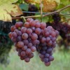 Vitis vinifera 'Gewurztraminer' (Grape 'Gewurztraminer')