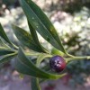 Sarcococca saligna (Willow-leaf sweet box)