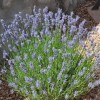 Lavandula x intermedia (any variety) (Lavender (any variety))