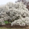 Magnolia kobus  (Northern Japanese magnolia)