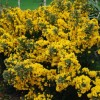 Ulex europaeus 'Flore Pleno' (Double-blossomed gourse)