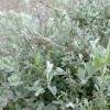 Salix repens (Creeping willow)