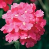 Glandularia 'Temari Bright Pink' (Temari Series)