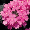 Glandularia 'Temari Bright Pink' (Temari Series) (Vervain 'Temari Bright Pink')