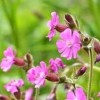 Silene dioica (Red campion)