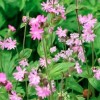 Silene dioica (Red campion)