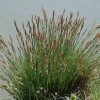 Carex elata (Tufted sedge)