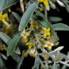 Elaeagnus angustifolia (any variety) (Oleaster (any variety))