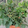 Rubus fruticosus 'Lowberry Little Black Prince' (Blackberry 'Lowberry Little Black Prince')