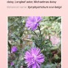 Symphyotrichum novi-belgii (any variety) (Michelmas daisy (any variety))