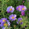 Symphyotrichum novi-belgii (any variety) (Michelmas daisy (any variety))