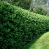 Ligustrum (any hardy shrub variety) (Privet (any hardy shrub variety))