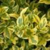 Ligustrum (any hardy shrub variety) (Privet (any hardy shrub variety))