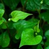Houttuynia cordata (Heart-leaved houttuynia)