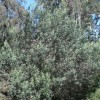 Grevillea olivacea (Olive grevillea)