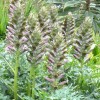 Acanthus spinosus 'Lady Moore' (Spiny bear's breeches 'Lady Moore')