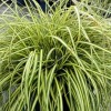 Carex oshimensis 'Everoro' (EverColor Series) (Sedge 'Everoro')