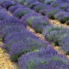 Lavandula angustifolia 'Vicenza Blue' (English lavender 'Vicenza Blue')