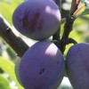 Prunus domestica 'Victoria' (Victoria plum)