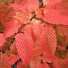 Carpinus betulus 'Rockhampton Red'