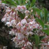Styrax japonicus (Benibana Group) 'Pink Chimes'