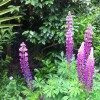 	        Lupinus Russell hybrids (Lupin 'Russell le Gentilhomme')	    