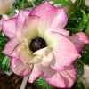 Anemone 'Mistral Edge' (Mistral Series) (Garden anemone 'Mistral Edge')